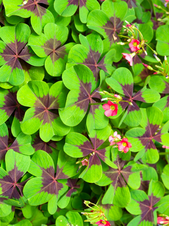 Oxalis Iron Cross (Lucky Clover)