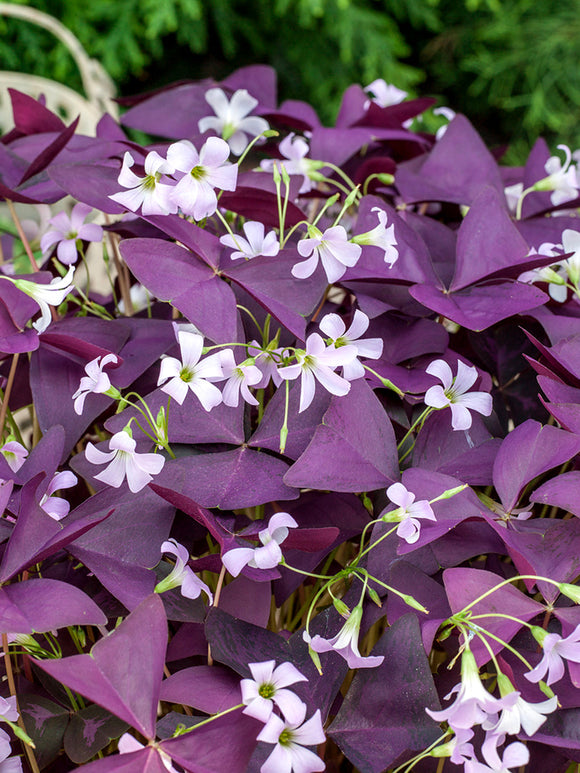 Szczawik triangularis Mijke