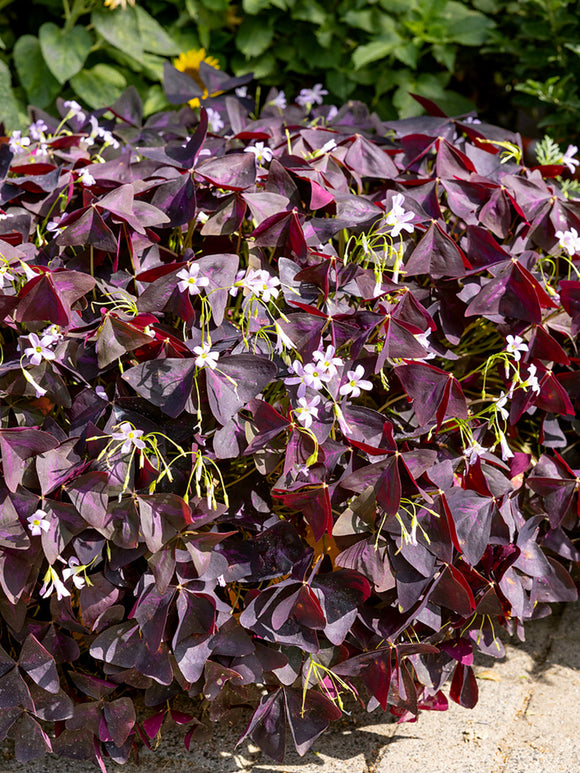 Oxalis Triangularis Sunny Bulbs