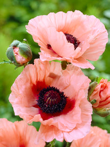 Papaver Aglaya (Mak wschodni)