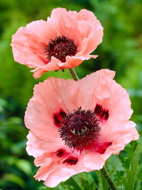 Zamów Papaver Aglaya (Mak wschodni) Gołe korzenie