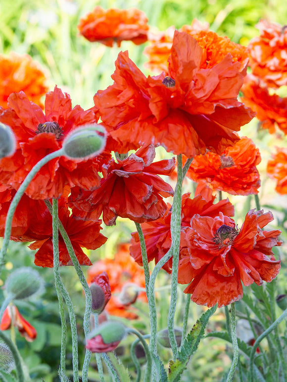 Kup Papaver Harvest Moon (Mak wschodni) Gołe korzenie