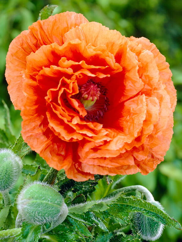 Zamów Papaver Harvest Moon (Mak wschodni) Gołe korzenie