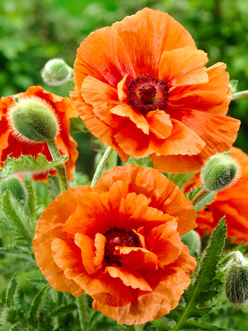 Zamów Papaver Harvest Moon (Mak wschodni) Gołe korzenie