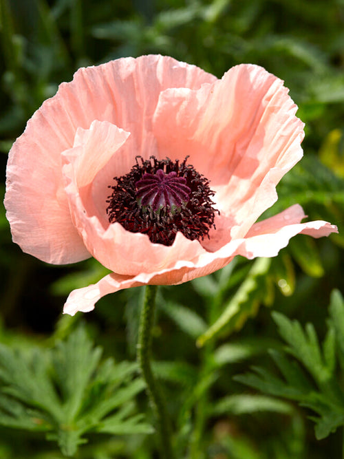 Papaver Helen Elizabeth (Mak wschodni)