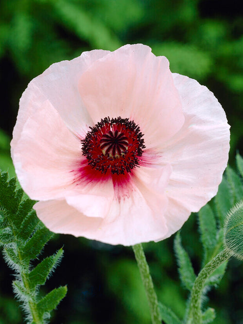 Papaver Karine (Mak wschodni)