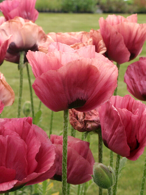 Najwyższej jakości Papaver Marlene (Mak wschodni) Gołe Korzenie