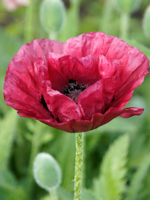 Zamów Papaver Marlene (Mak wschodni) Gołe korzenie