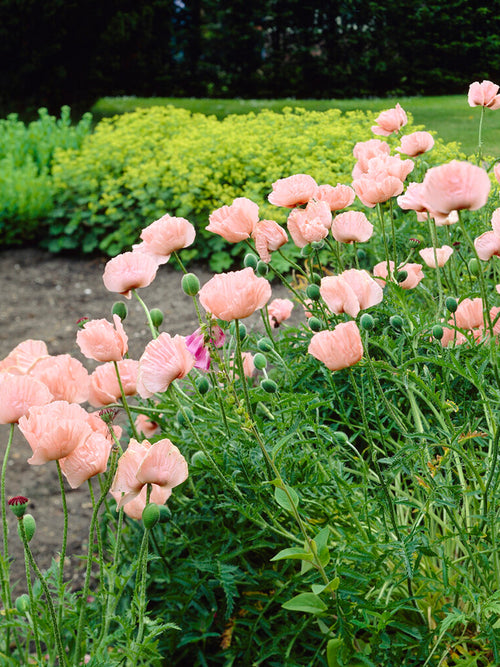 Kup Papaver Mrs Perry (Mak wschodni) Gołe korzenie