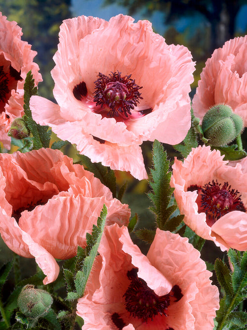 Zamów Papaver Mrs Perry (Mak wschodni) Gołe korzenie