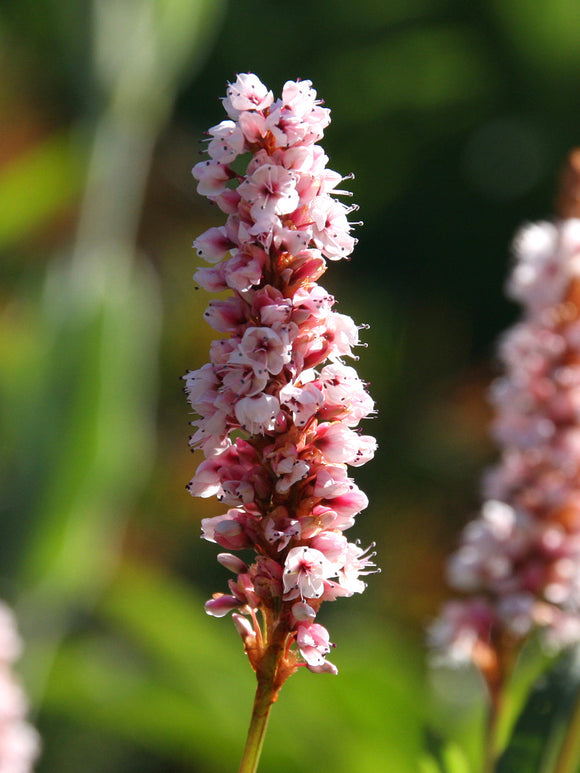 Rdest pokrewny Kabouter (Persicaria)