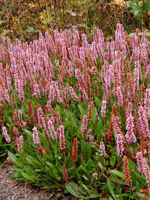 Rdest pokrewny Kabouter (Persicaria)