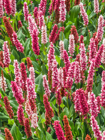 Rdest pokrewny Kabouter (Persicaria)