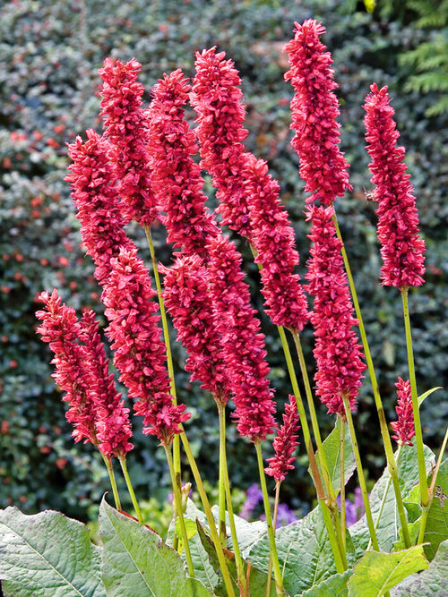 Rdest himalajski Fat Domino (Persicaria)