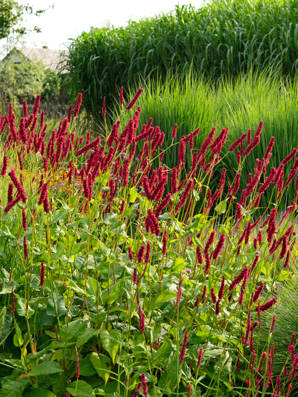 Rdest himalajski Fat Domino (Persicaria)