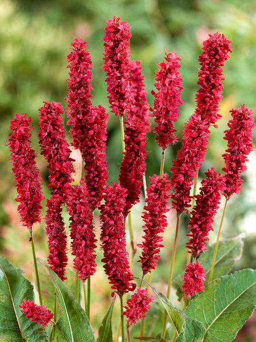 Rdest himalajski Fat Domino (Persicaria)