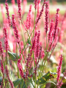 Rdest owłosiony Summer Dance (Persicaria)