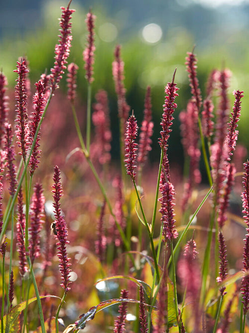 Rdest owłosiony Summer Dance (Persicaria)