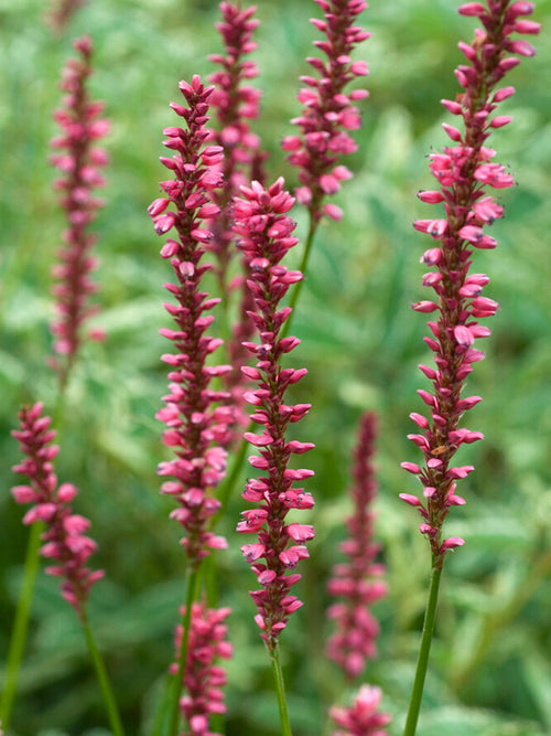 Rdest owłosiony Summer Dance (Persicaria)