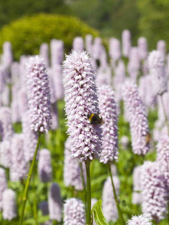 Rdest bistorta Superba (Persicaria)