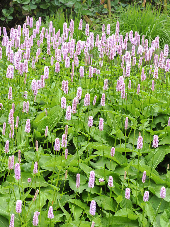 Rdest bistorta Superba (Persicaria)