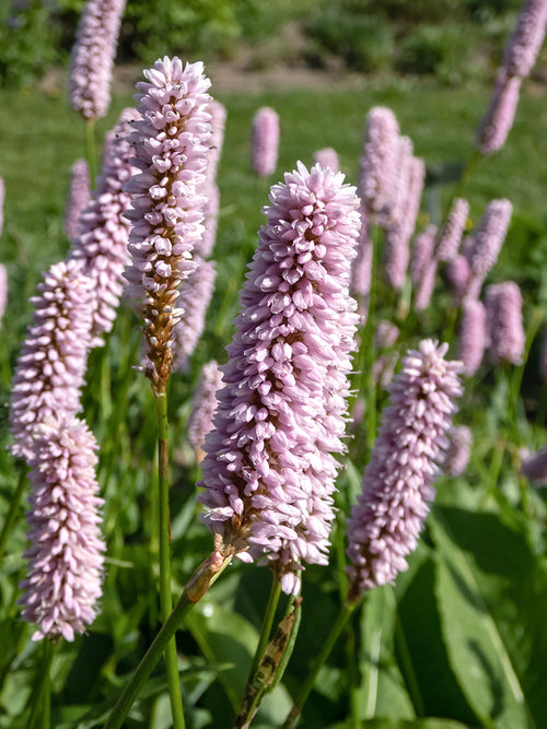 Rdest bistorta Superba (Persicaria)