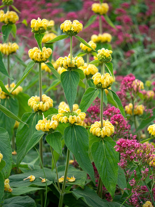 Szałwiec Ruseliński (Phlomis Russeliana)