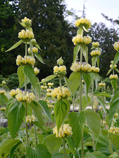 Szałwiec Ruseliński (Phlomis Russeliana)