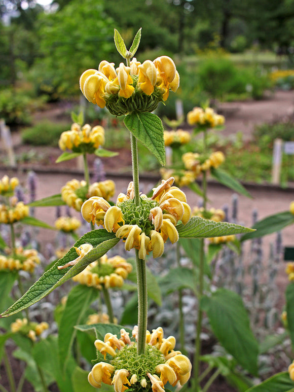 Szałwiec Ruseliński (Phlomis Russeliana)