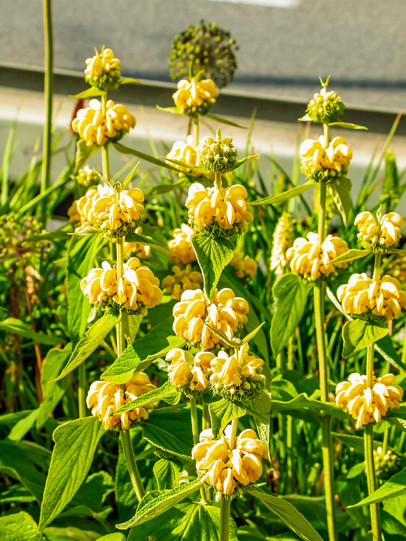 Szałwiec Ruseliński (Phlomis Russeliana)