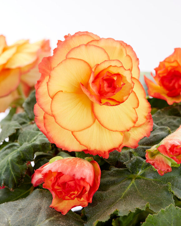 Picotee Sunburst Begonia Bulbs