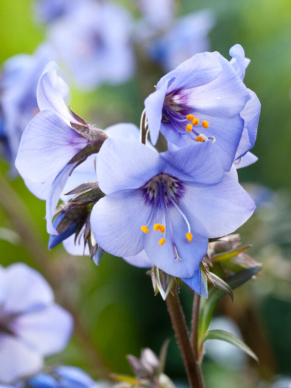 Wielosił Heaven Scent (Polemonium)