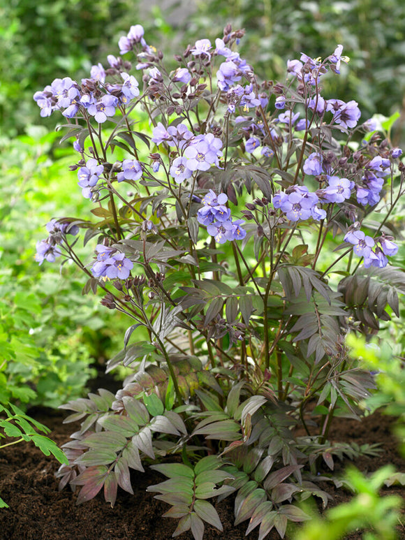 Polemonium Heaven Scent (wielosił)