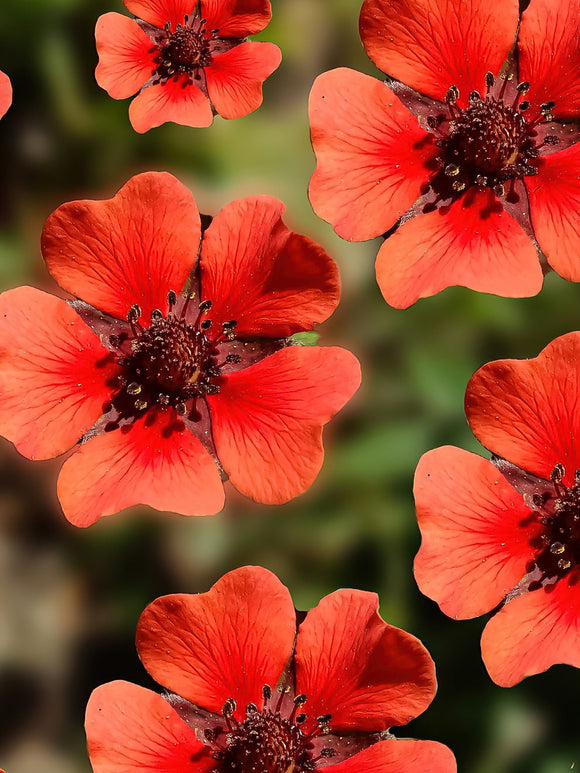 Potentilla Monarch Velvet (Pięciornik)