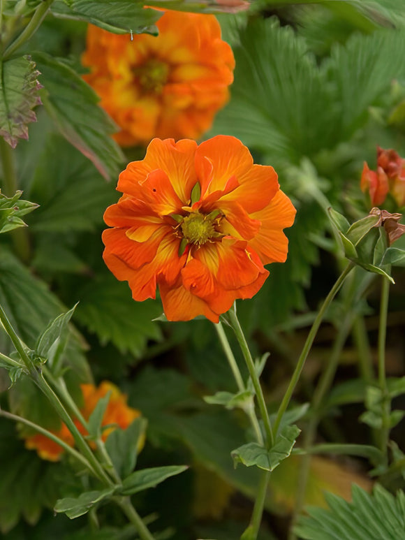 Potentilla William Rollison (Pięciornik)