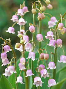 Convallaria Majalis Rosea (Konwalia majowa)