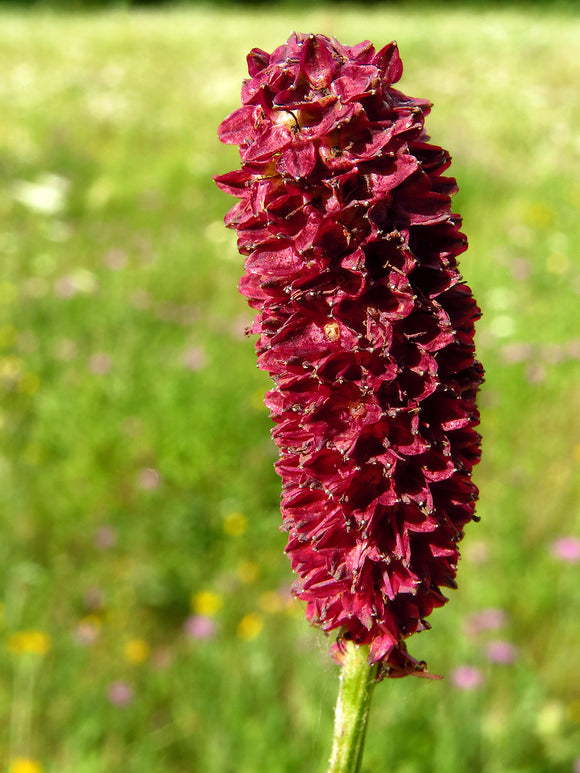 Krwiściąg lekarski Big Dream (Sanguisorba)