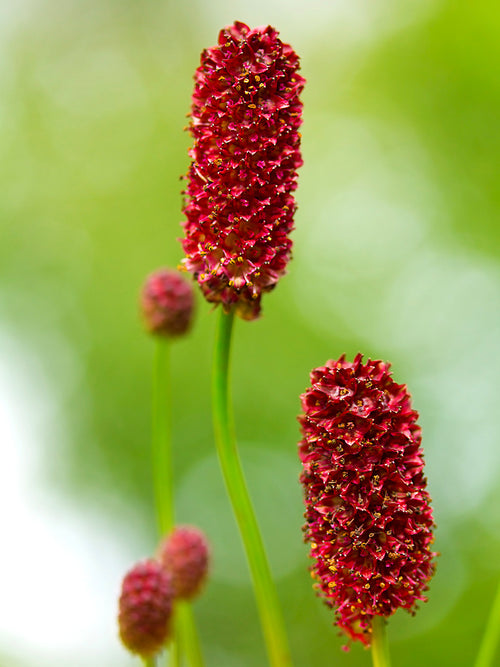 Krwiściąg lekarski Big Dream (Sanguisorba)