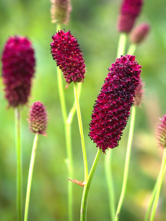 Krwiściąg lekarski Big Dream (Sanguisorba)