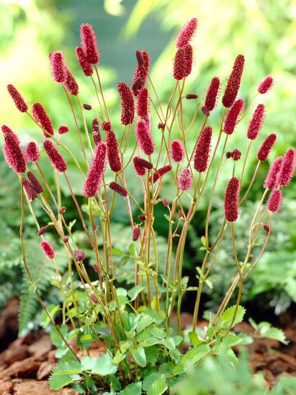 Krwiściąg lekarski Big Dream (Sanguisorba)