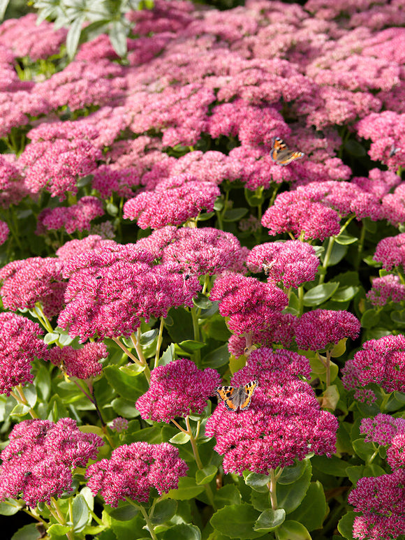 Kup Sedum Autumn Joy Herbstfreude (Rozchodnik)