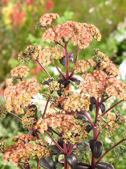 Sedum Orange Xenox (Rozchodnik)