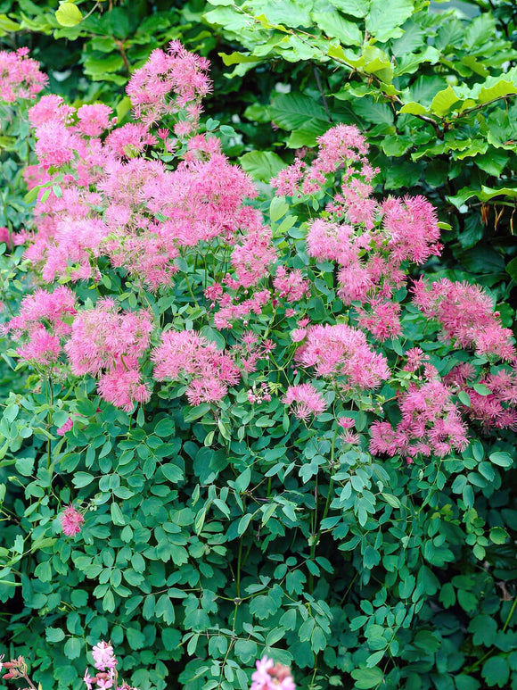 Thalictrum Thundercloud (Rutewka)