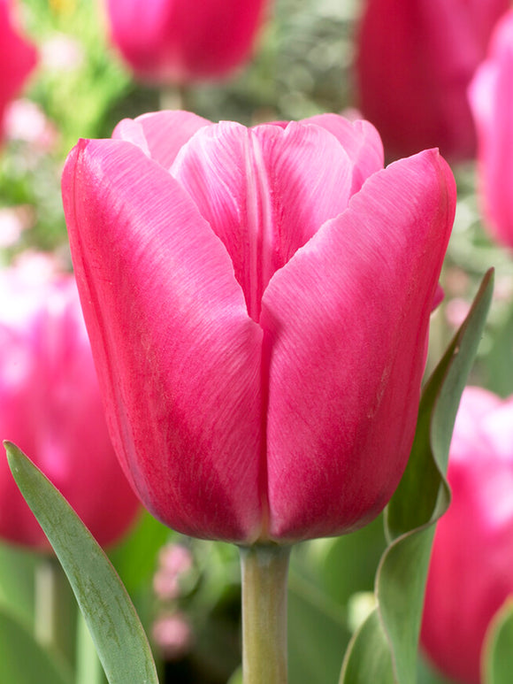 Tulipan Jumbo Pink