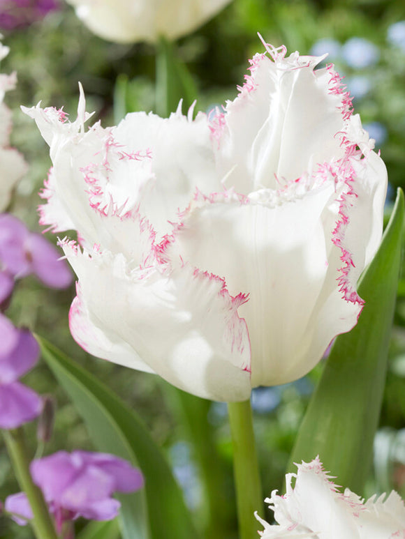 Tulipan Lady Smile