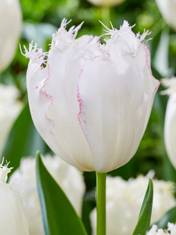 Tulipan Lady Smile