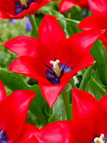 Tulipan Red Lightning Blue