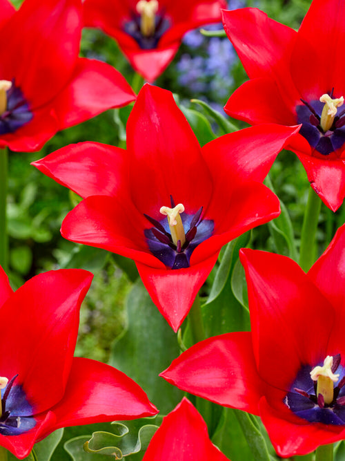 Tulipan Red Lightning Blue