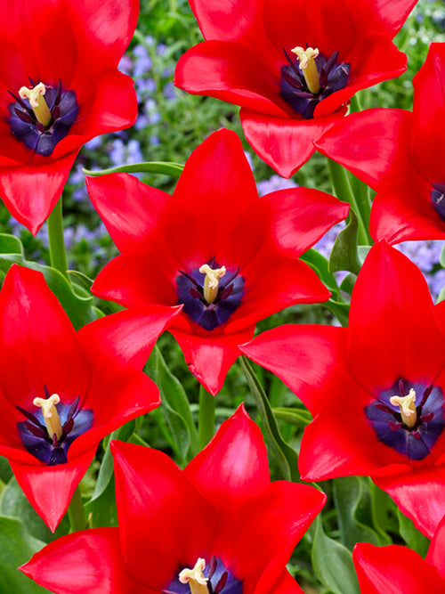 Kup Tulipan Red Lightning Blue - DutchGrown