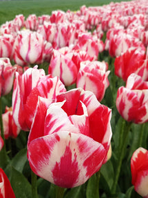 Tulipan Spryng Rembrandt